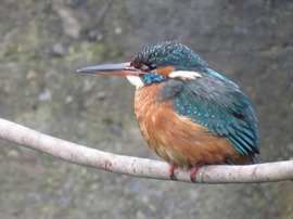 Active Birdwatching 23.10.2018